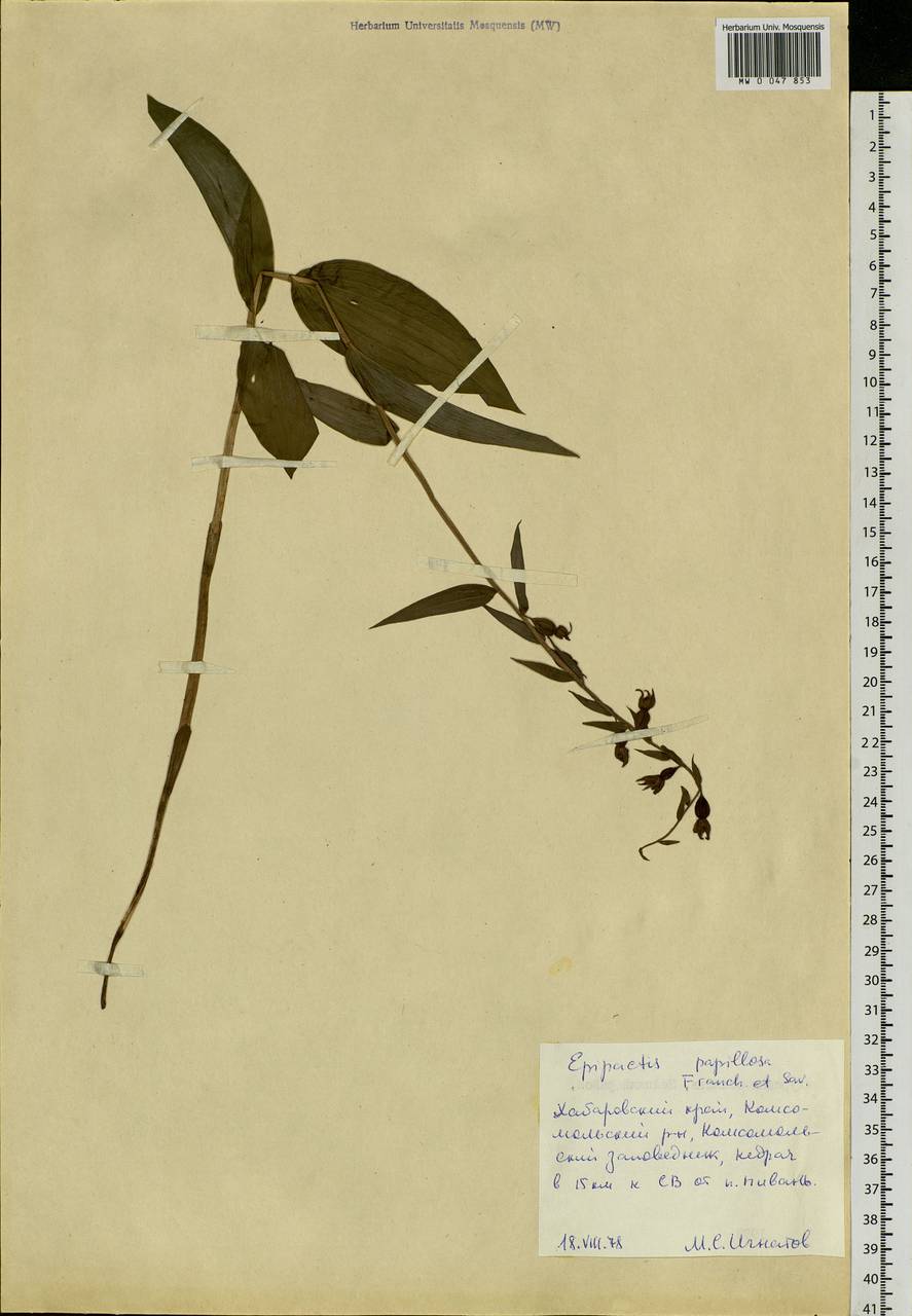 Epipactis papillosa Franch. & Sav., Siberia, Russian Far East (S6) (Russia)