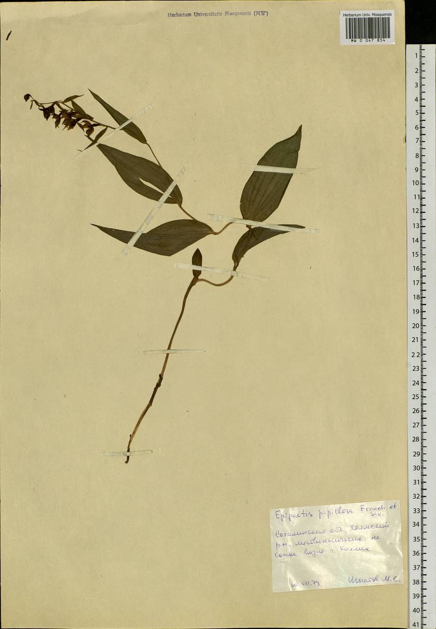 Epipactis papillosa Franch. & Sav., Siberia, Russian Far East (S6) (Russia)