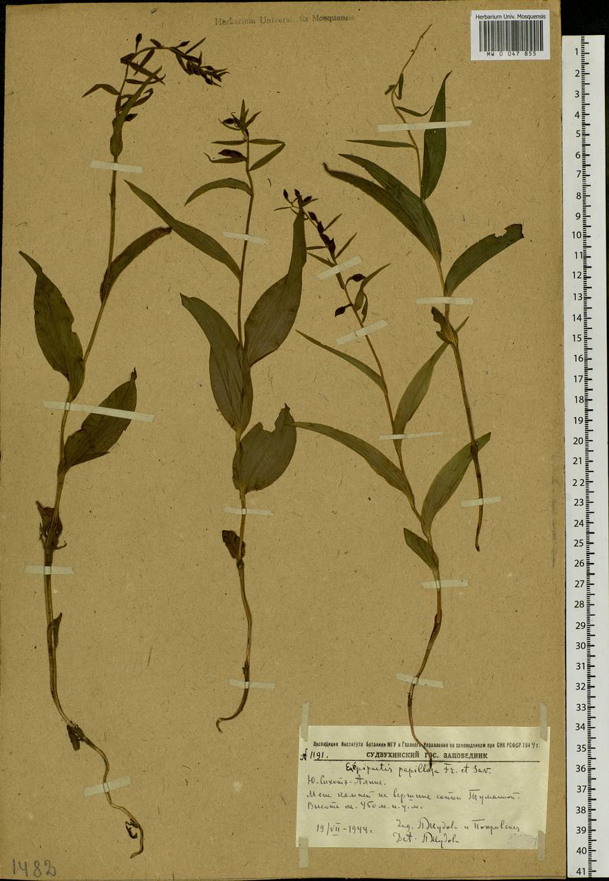 Epipactis papillosa Franch. & Sav., Siberia, Russian Far East (S6) (Russia)