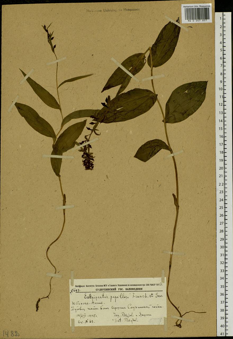 Epipactis papillosa Franch. & Sav., Siberia, Russian Far East (S6) (Russia)