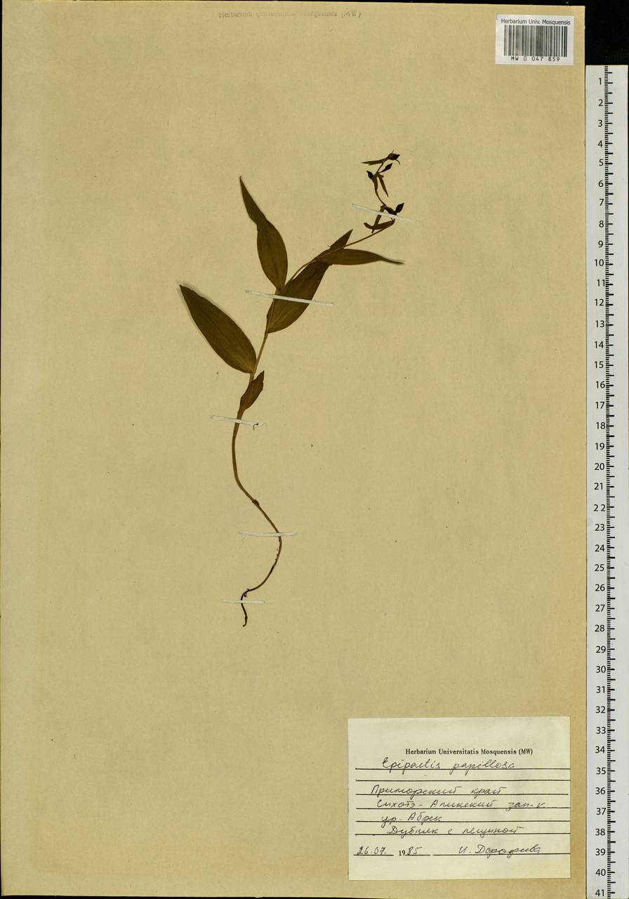 Epipactis papillosa Franch. & Sav., Siberia, Russian Far East (S6) (Russia)