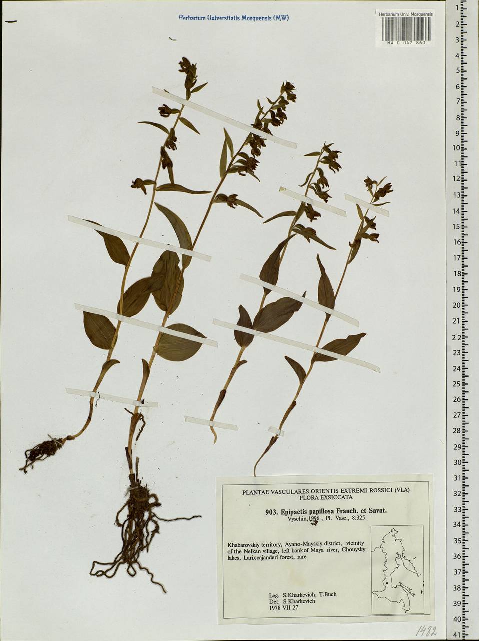 Epipactis papillosa Franch. & Sav., Siberia, Russian Far East (S6) (Russia)