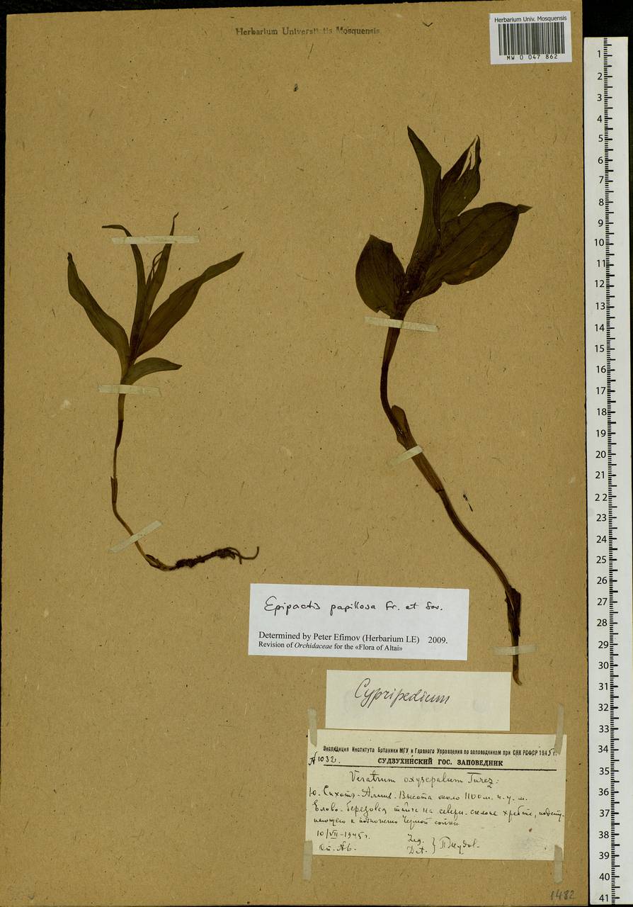 Epipactis papillosa Franch. & Sav., Siberia, Russian Far East (S6) (Russia)