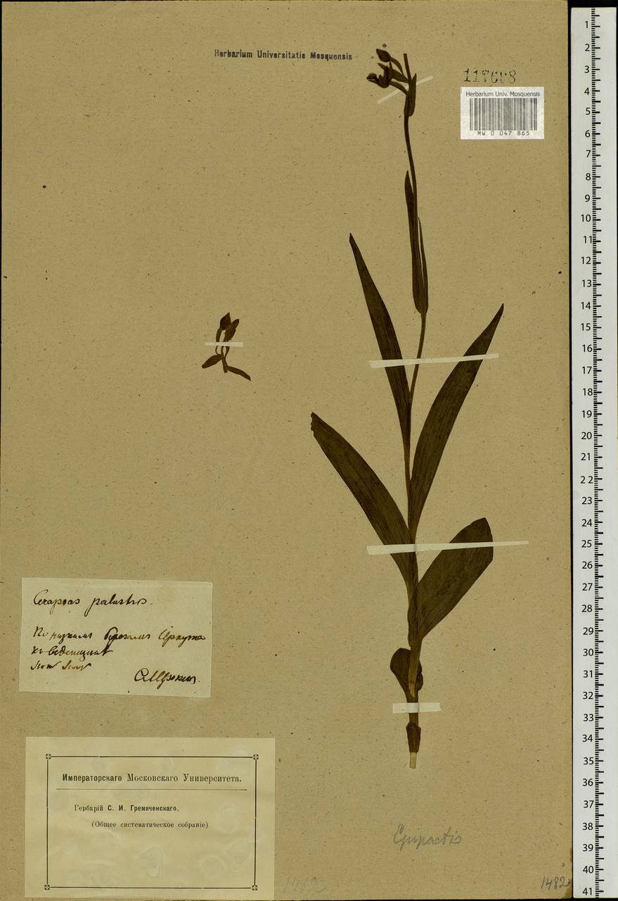 Epipactis palustris (L.) Crantz, Siberia, Baikal & Transbaikal region (S4) (Russia)