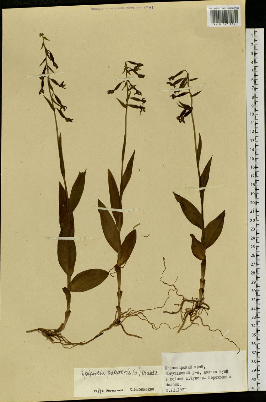 Epipactis palustris (L.) Crantz, Siberia, Central Siberia (S3) (Russia)