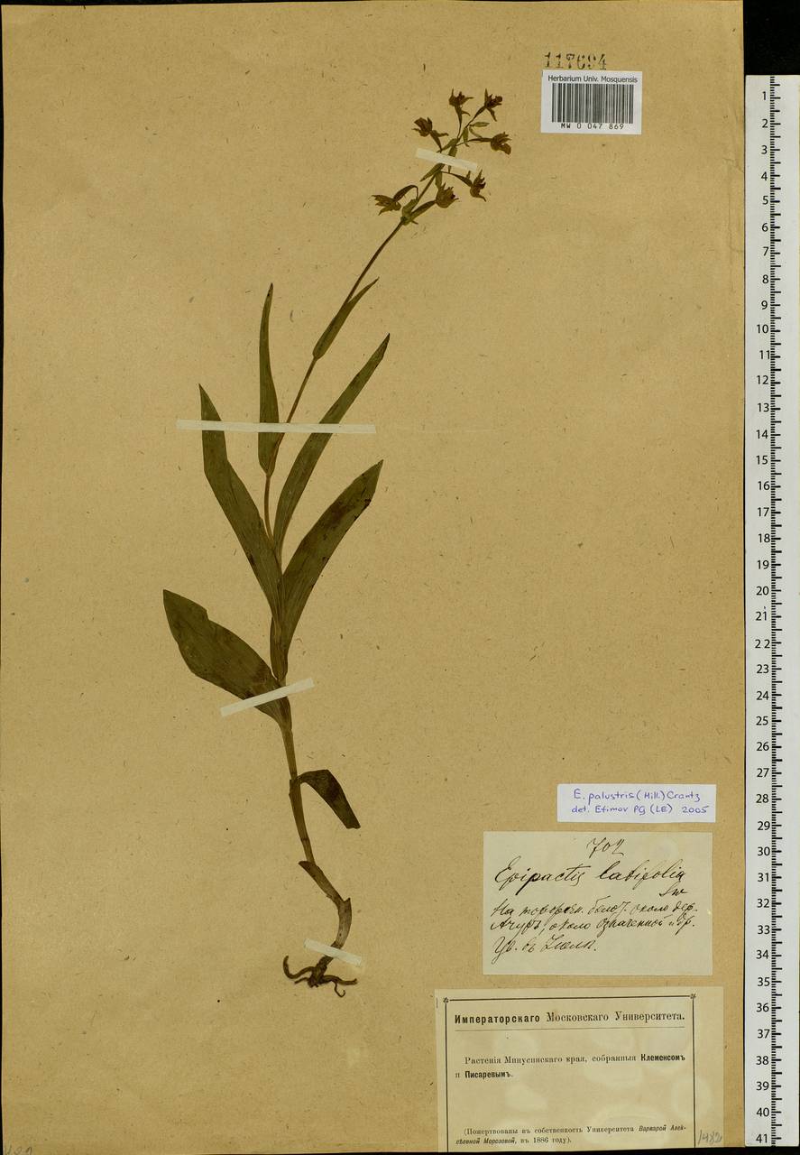 Epipactis palustris (L.) Crantz, Siberia, Altai & Sayany Mountains (S2) (Russia)