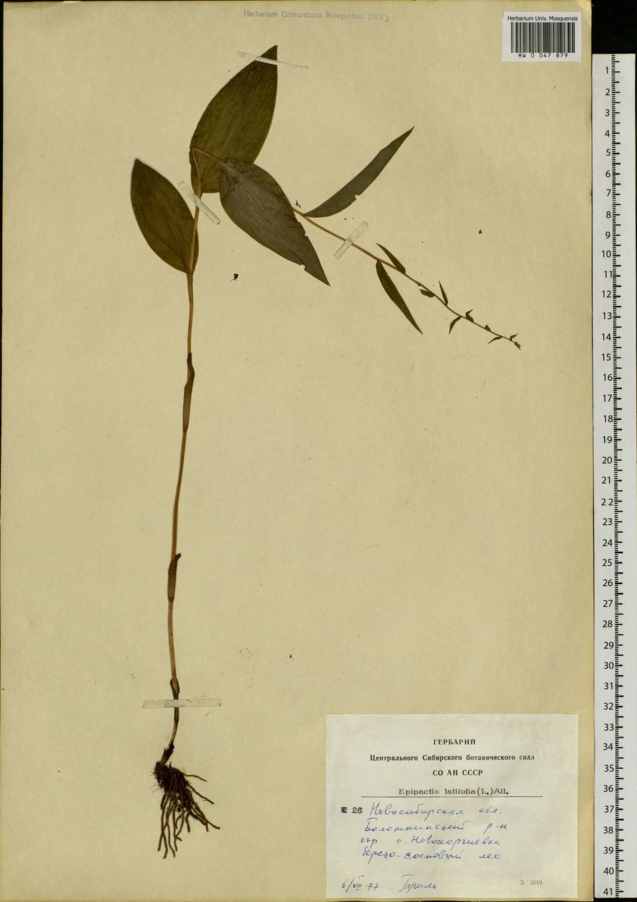 Epipactis helleborine (L.) Crantz, Siberia, Western Siberia (S1) (Russia)