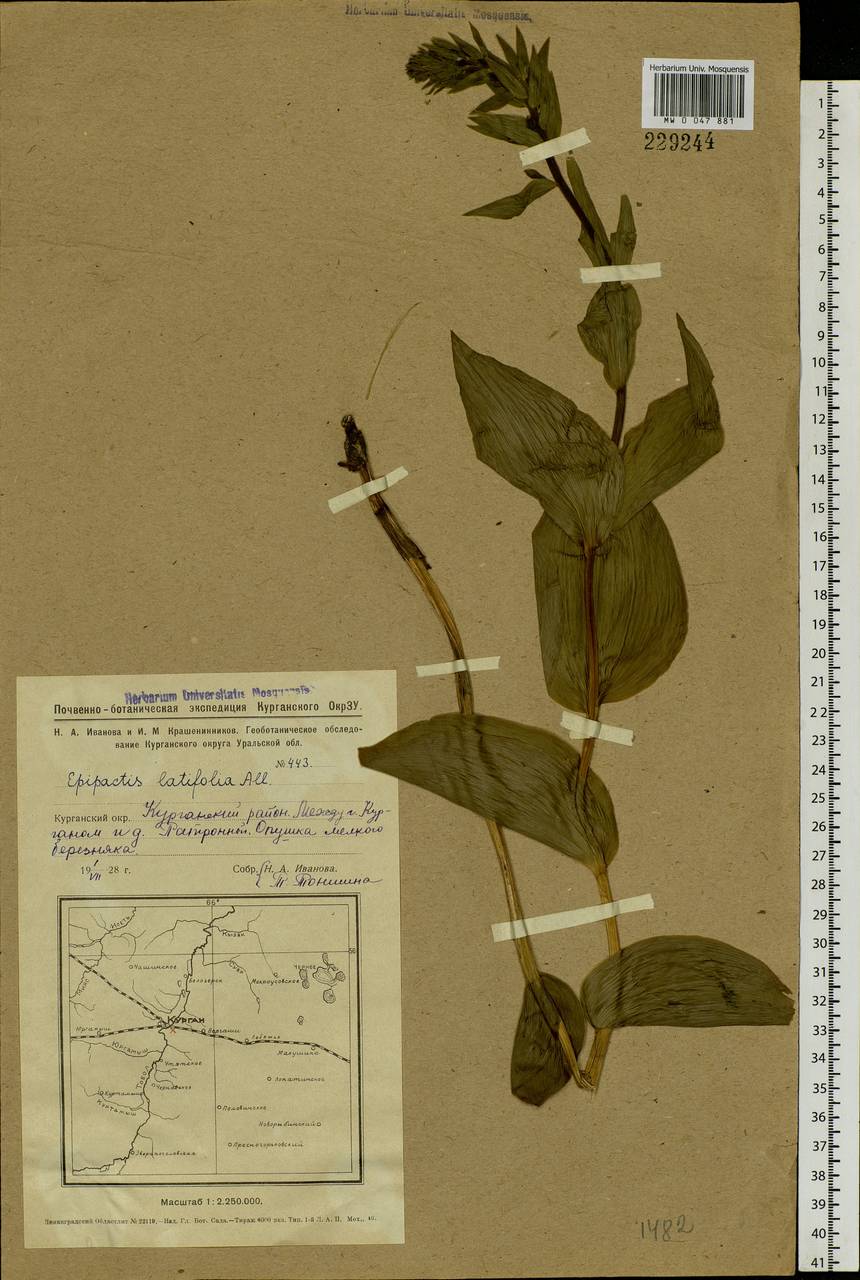 Epipactis helleborine (L.) Crantz, Siberia, Western Siberia (S1) (Russia)