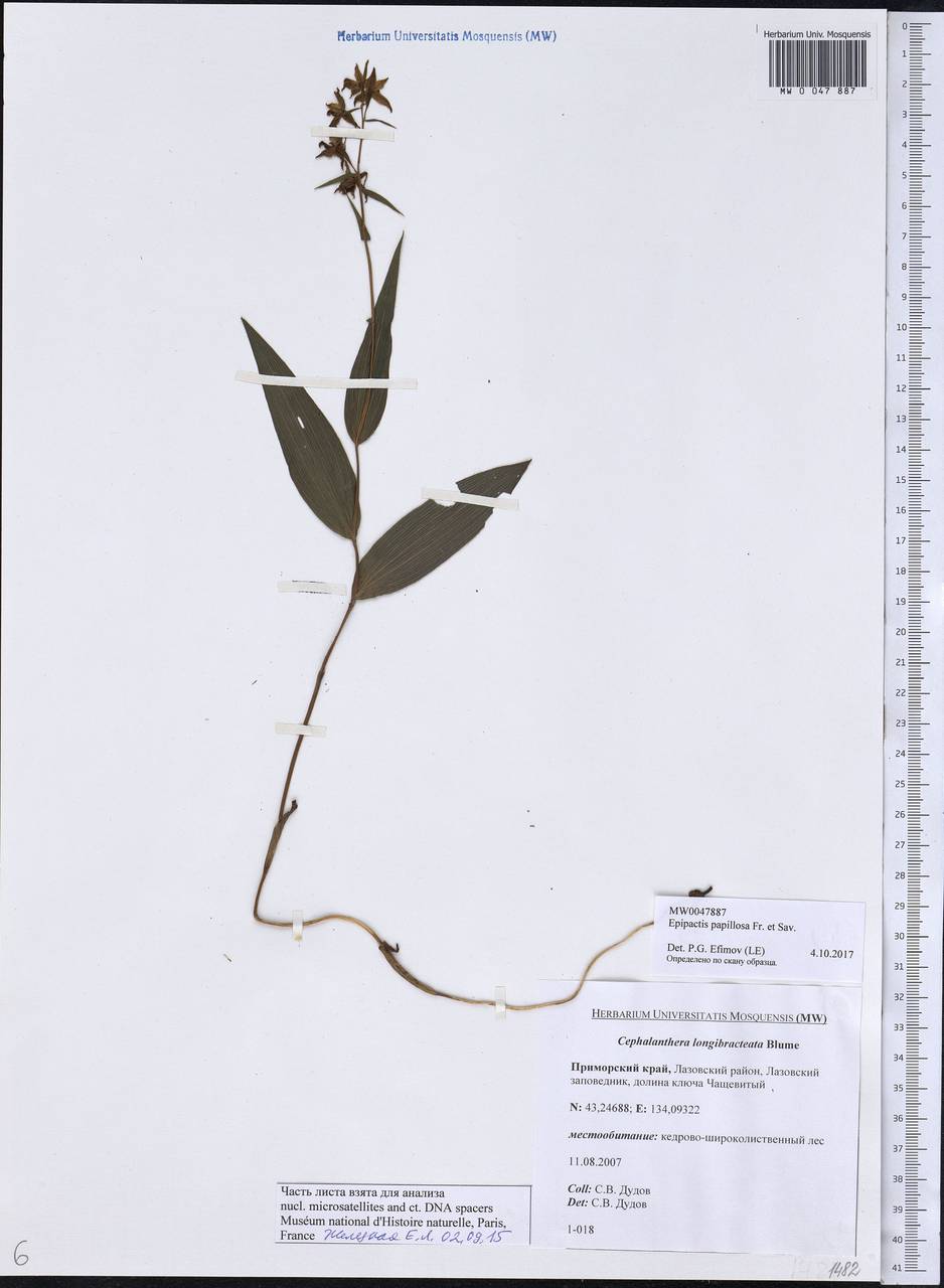 Epipactis papillosa Franch. & Sav., Siberia, Russian Far East (S6) (Russia)