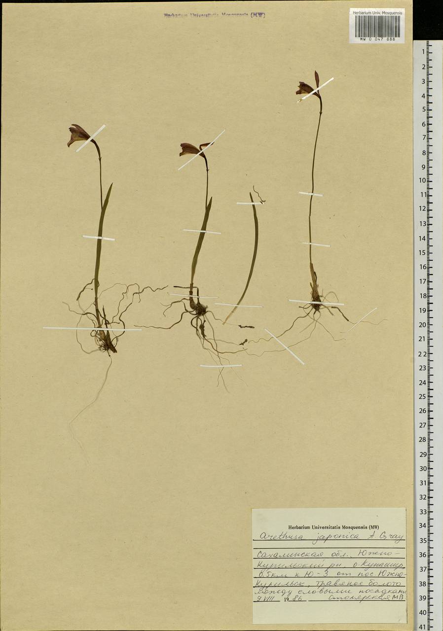 Eleorchis japonica (A.Gray) F.Maek., Siberia, Russian Far East (S6) (Russia)