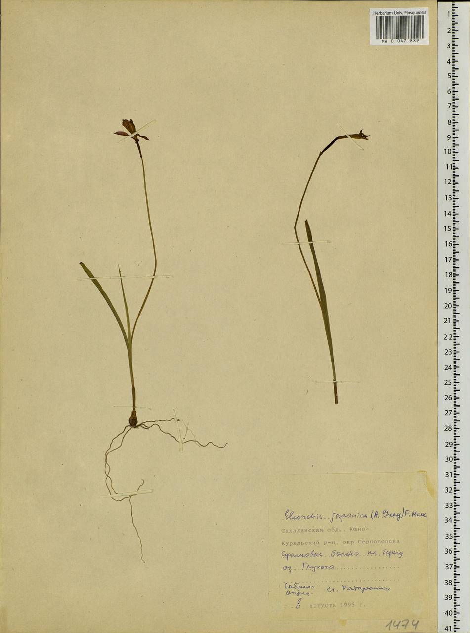 Eleorchis japonica (A.Gray) Maek., Siberia, Russian Far East (S6) (Russia)