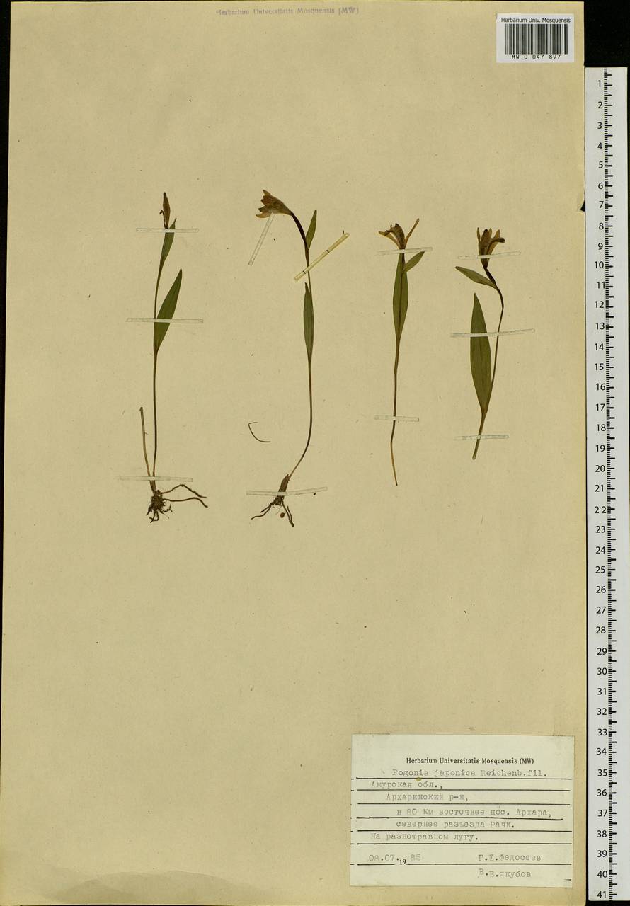 Pogonia japonica Rchb.f., Siberia, Russian Far East (S6) (Russia)