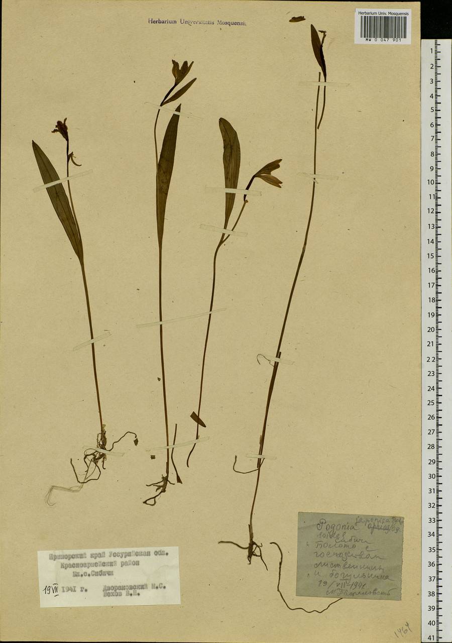 Pogonia japonica Rchb.f., Siberia, Russian Far East (S6) (Russia)