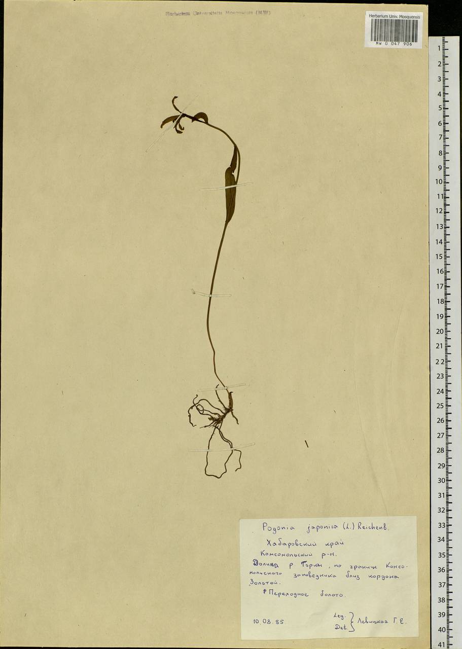 Pogonia japonica Rchb.f., Siberia, Russian Far East (S6) (Russia)