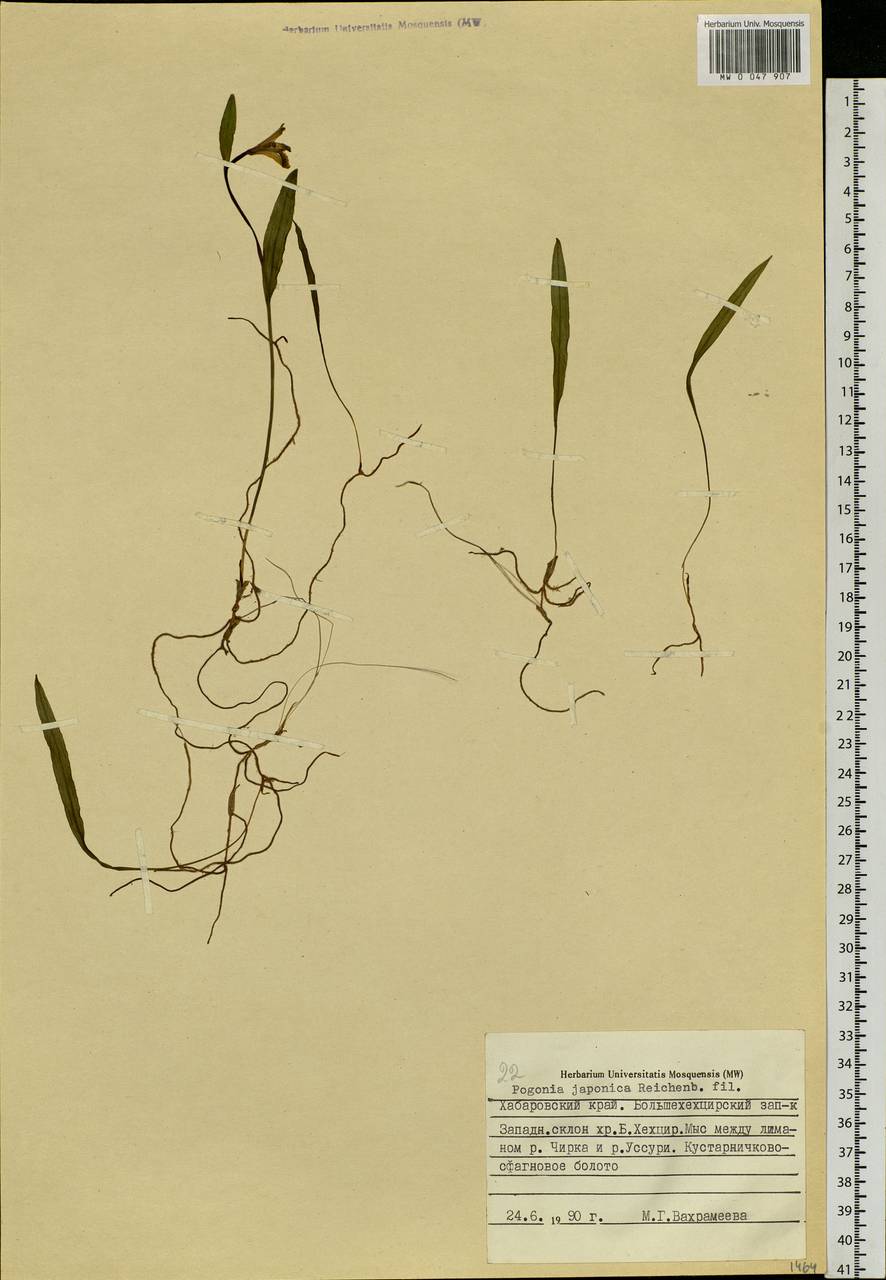 Pogonia japonica Rchb.f., Siberia, Russian Far East (S6) (Russia)