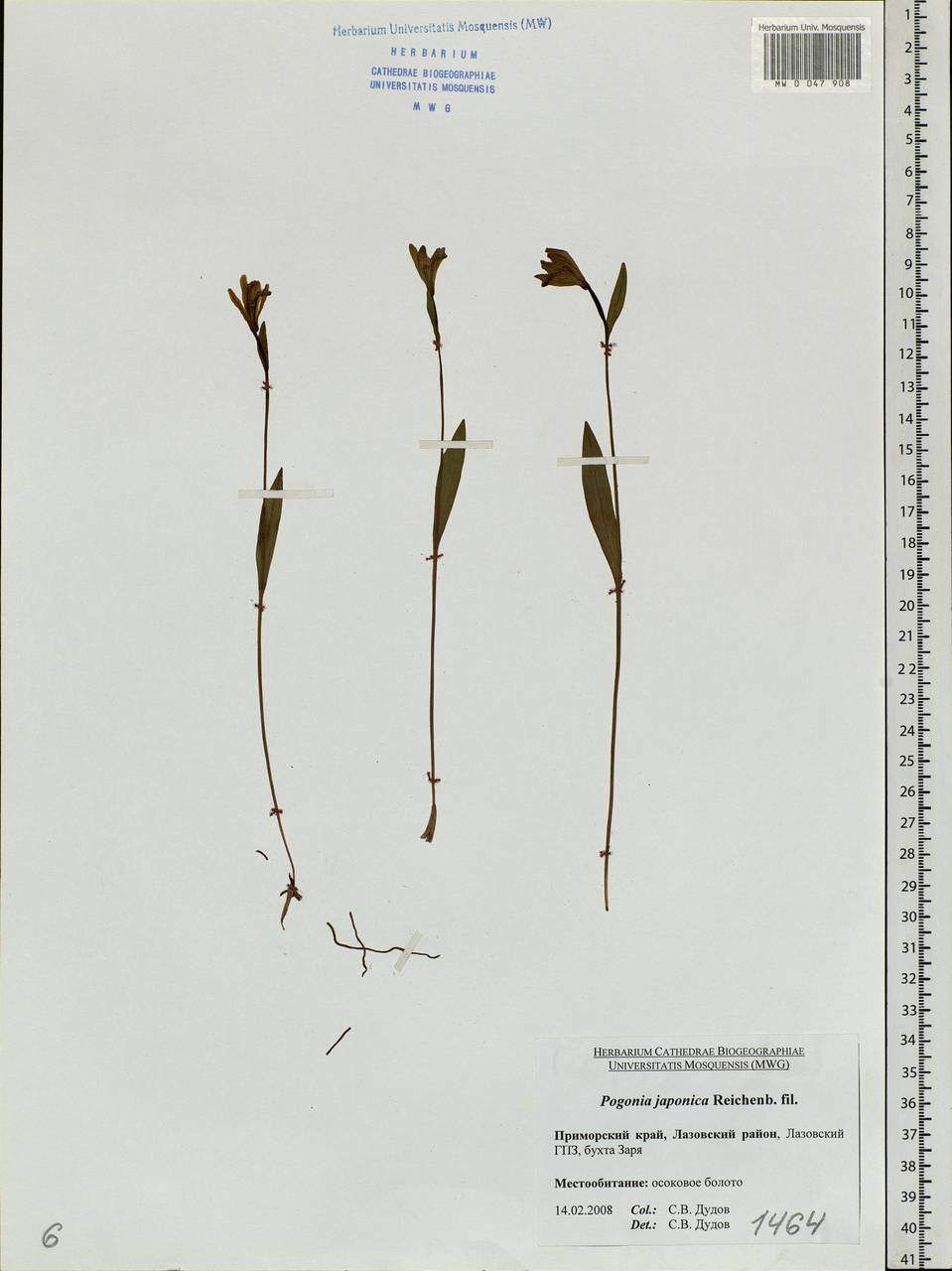 Pogonia japonica Rchb.f., Siberia, Russian Far East (S6) (Russia)