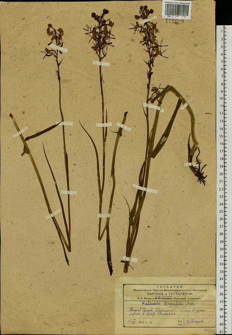 Habenaria linearifolia Maxim., Siberia, Russian Far East (S6) (Russia)