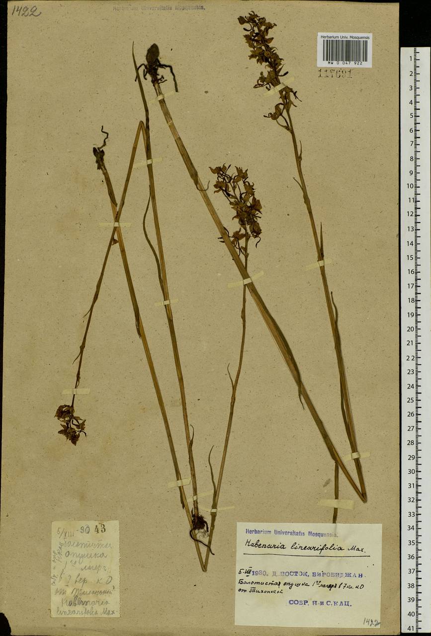 Habenaria linearifolia Maxim., Siberia, Russian Far East (S6) (Russia)