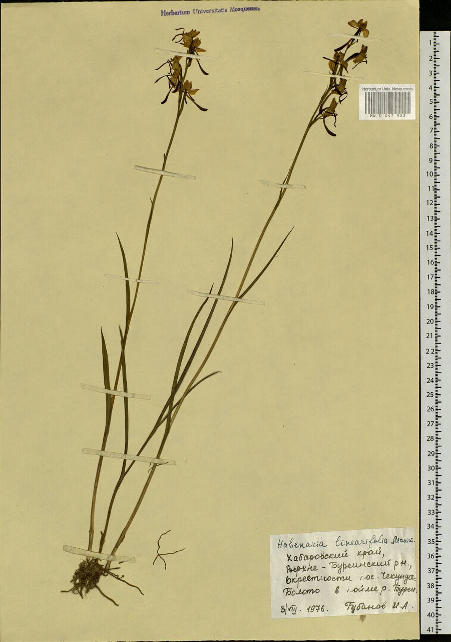 Habenaria linearifolia Maxim., Siberia, Russian Far East (S6) (Russia)