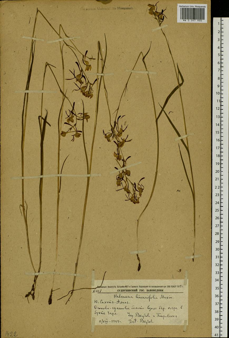 Habenaria linearifolia Maxim., Siberia, Russian Far East (S6) (Russia)