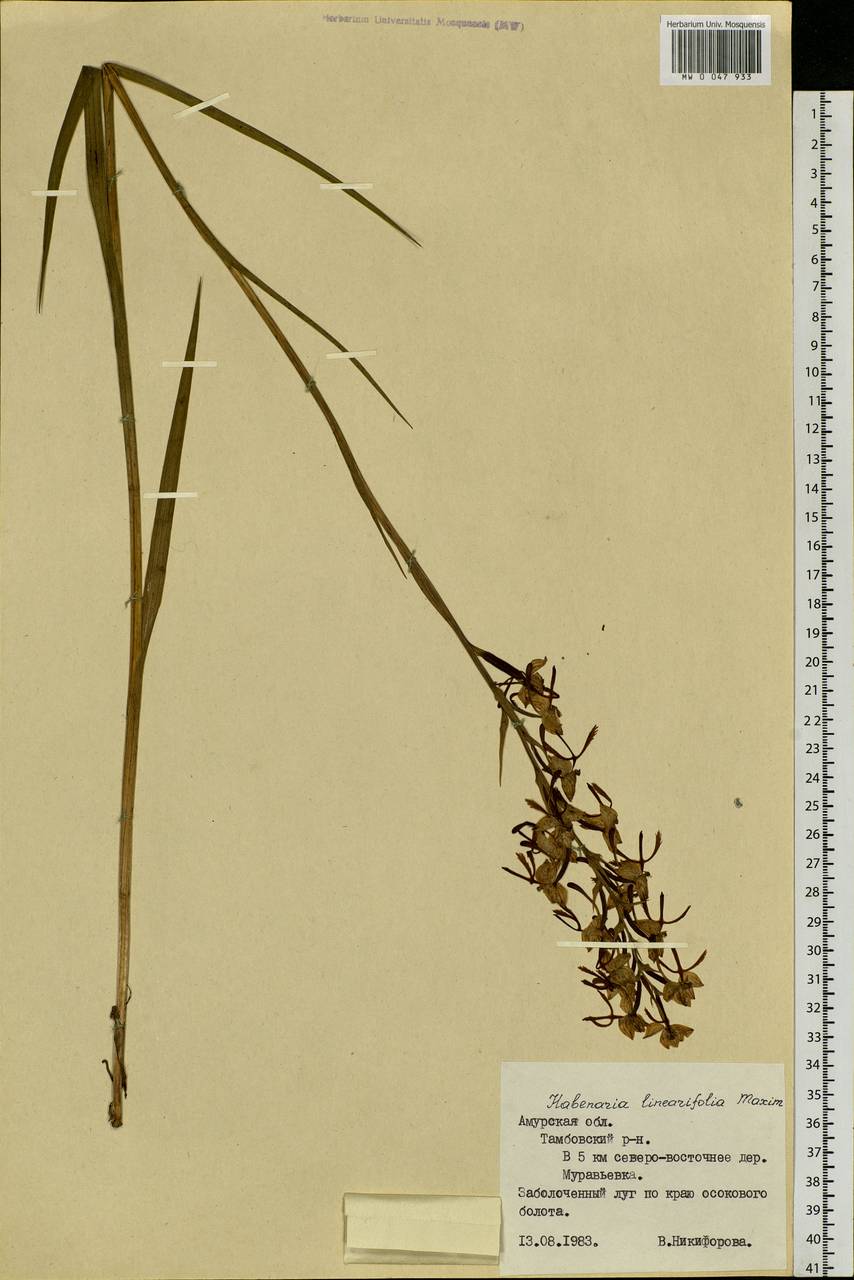 Habenaria linearifolia Maxim., Siberia, Russian Far East (S6) (Russia)