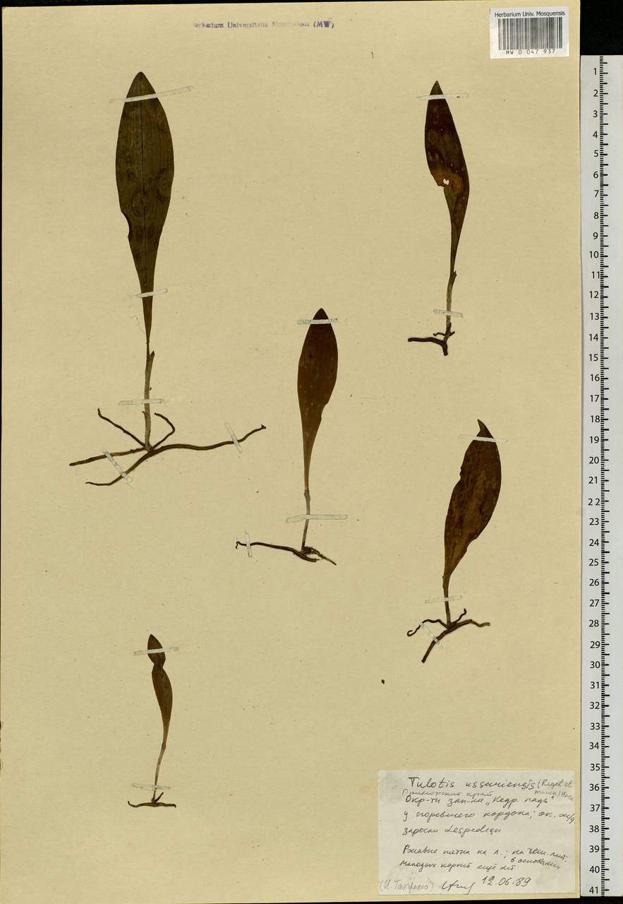 Platanthera ussuriensis (Regel) Maxim., Siberia, Russian Far East (S6) (Russia)