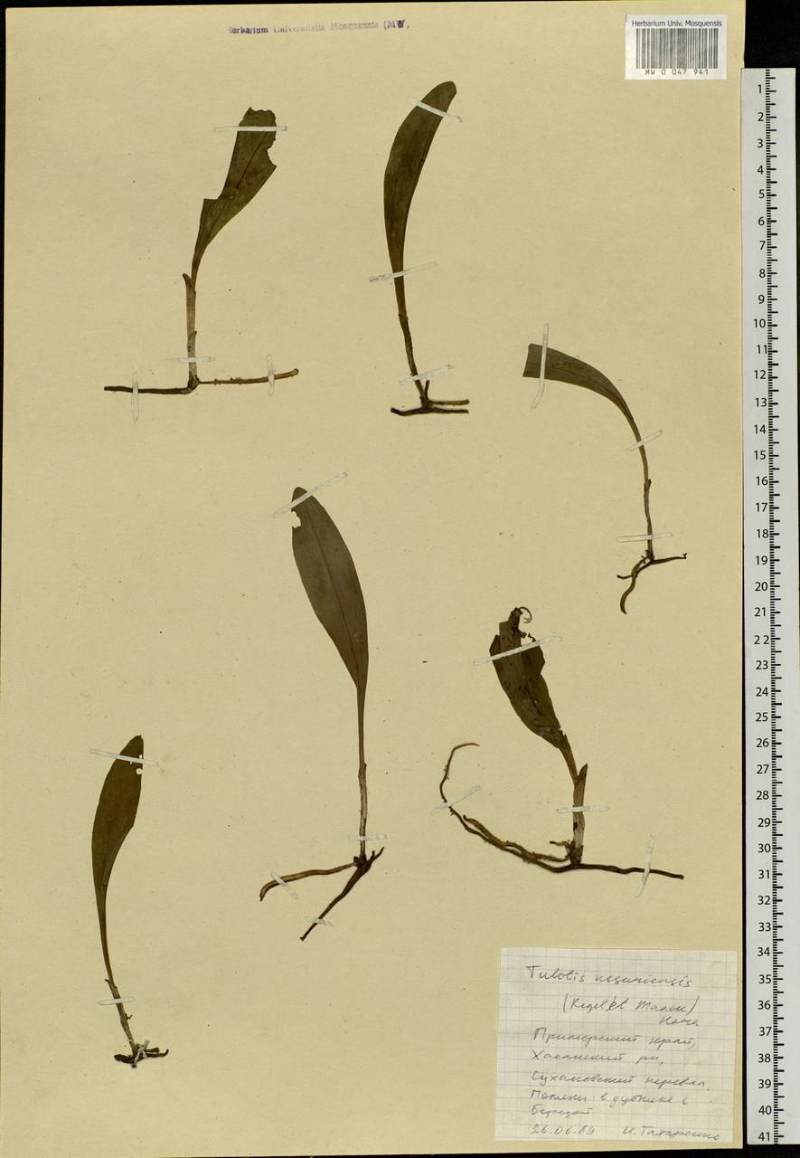 Platanthera ussuriensis (Regel) Maxim., Siberia, Russian Far East (S6) (Russia)
