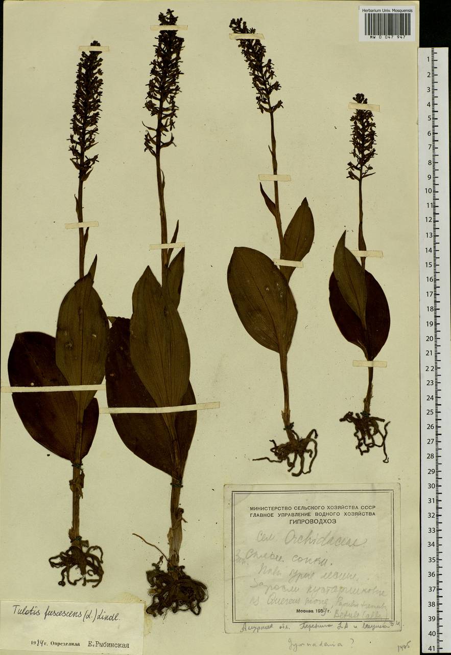 Platanthera fuscescens (L.) Kraenzl., Siberia, Russian Far East (S6) (Russia)