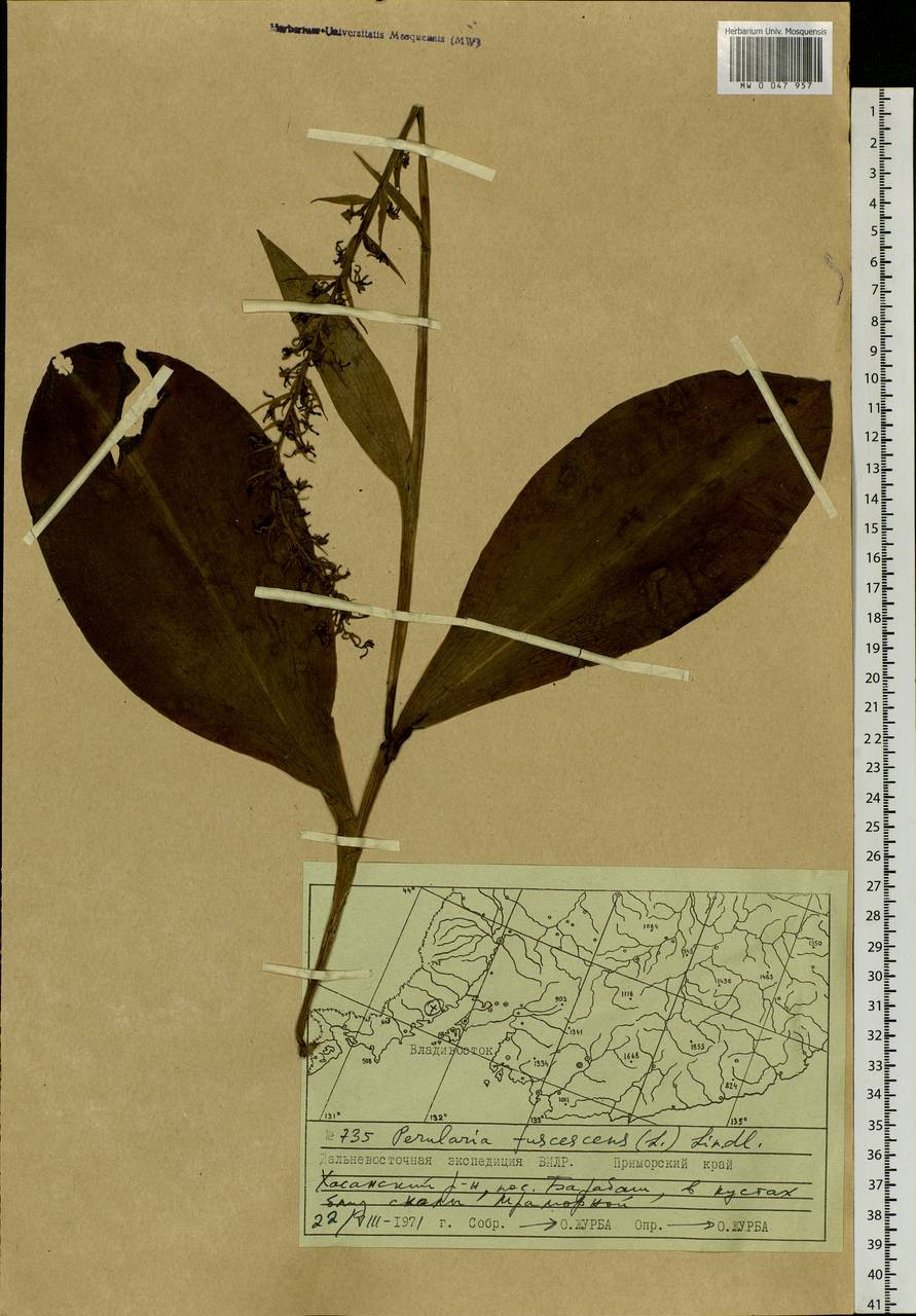 Platanthera fuscescens (L.) Kraenzl., Siberia, Russian Far East (S6) (Russia)
