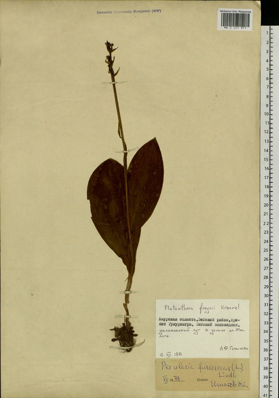 Platanthera fuscescens (L.) Kraenzl., Siberia, Russian Far East (S6) (Russia)