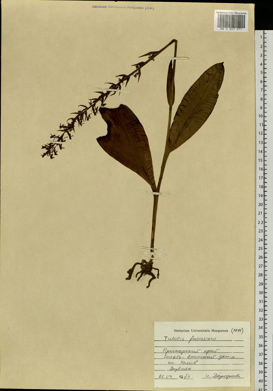 Platanthera fuscescens (L.) Kraenzl., Siberia, Russian Far East (S6) (Russia)