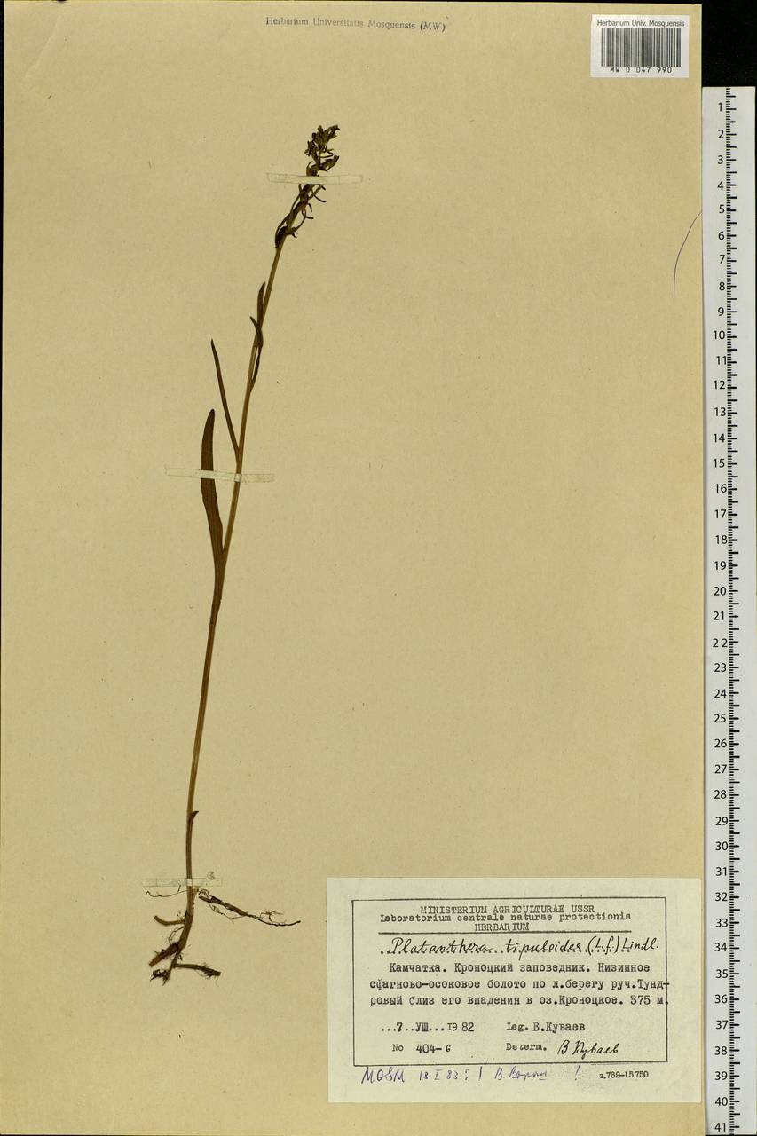 Platanthera tipuloides (L.f.) Lindl., Siberia, Chukotka & Kamchatka (S7) (Russia)