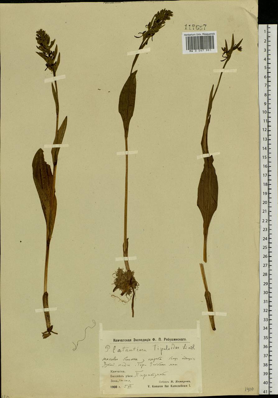 Platanthera tipuloides (L.f.) Lindl., Siberia, Chukotka & Kamchatka (S7) (Russia)