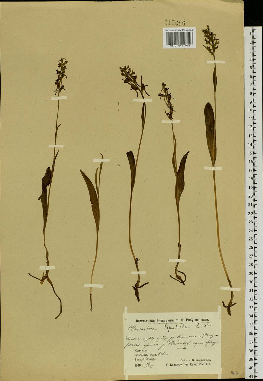 Platanthera tipuloides (L.f.) Lindl., Siberia, Chukotka & Kamchatka (S7) (Russia)