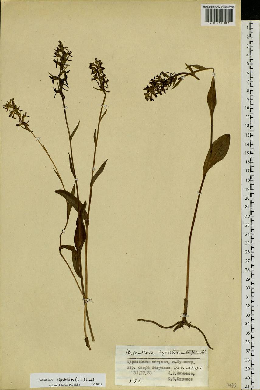 Platanthera tipuloides (L.f.) Lindl., Siberia, Russian Far East (S6) (Russia)