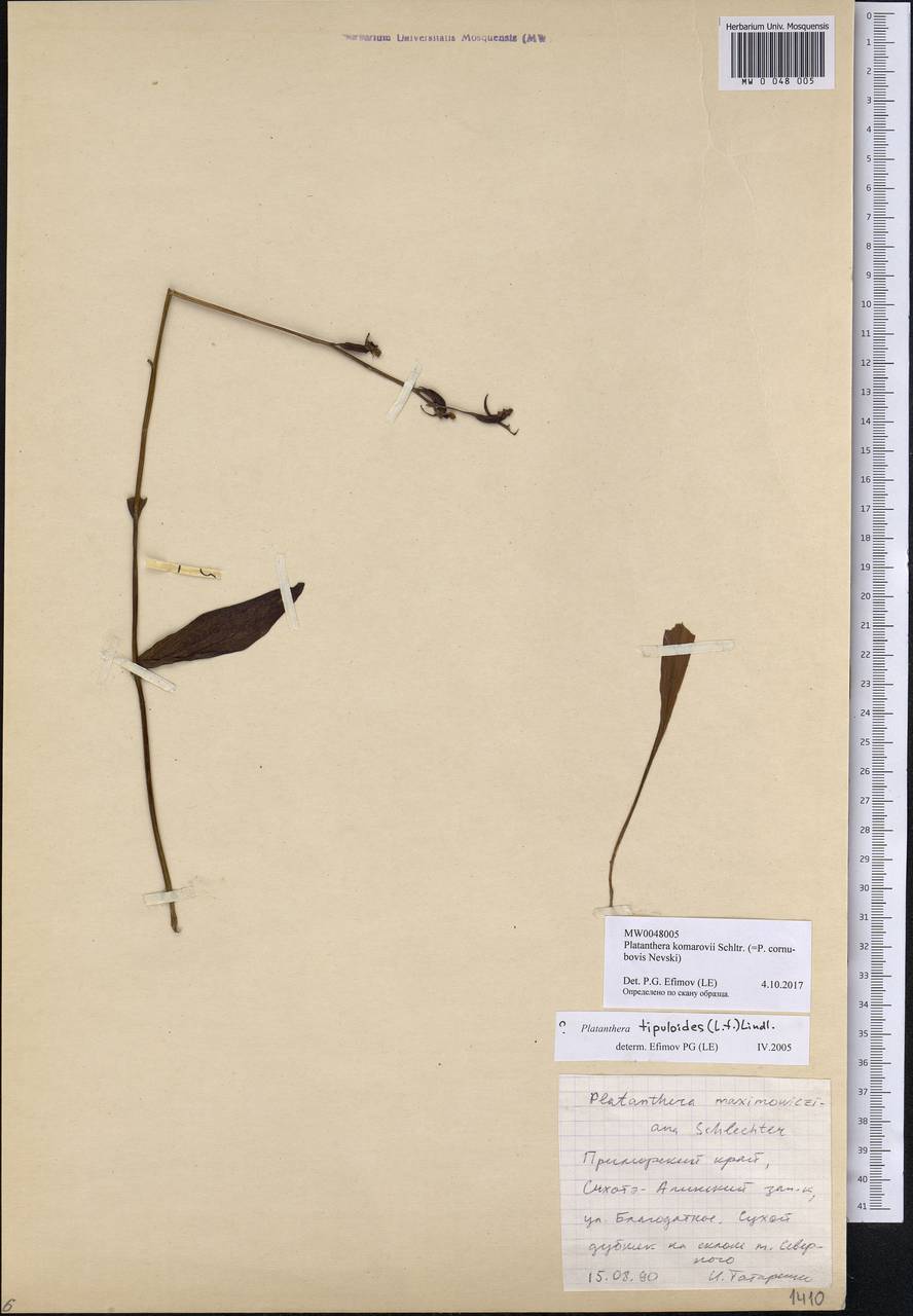 Platanthera komarovii Schltr., Siberia, Russian Far East (S6) (Russia)