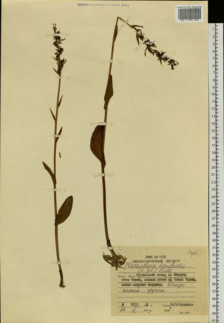 Platanthera tipuloides (L.f.) Lindl., Siberia, Russian Far East (S6) (Russia)