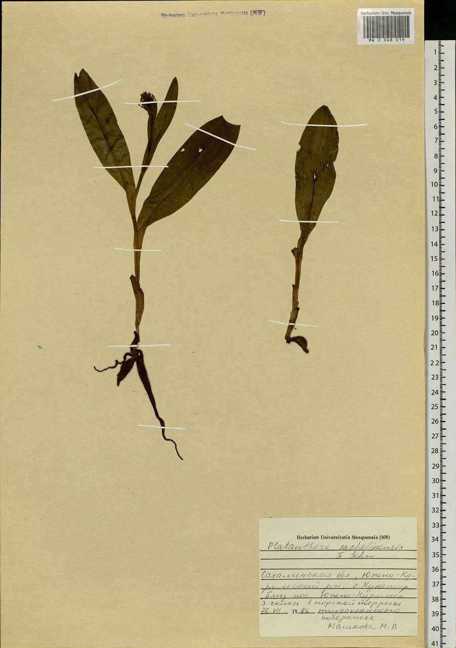 Platanthera sachalinensis F.Schmidt, Siberia, Russian Far East (S6) (Russia)