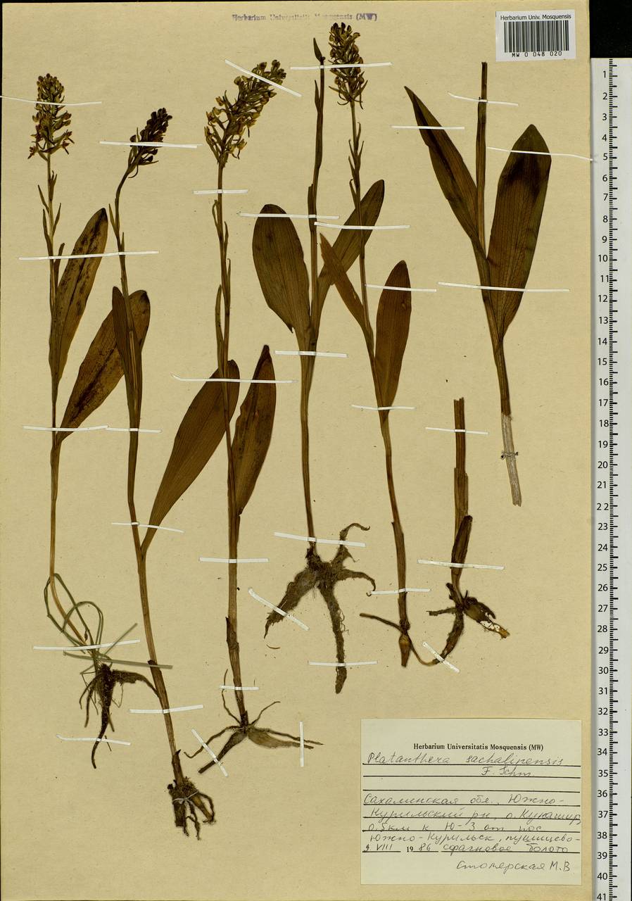 Platanthera sachalinensis F.Schmidt, Siberia, Russian Far East (S6) (Russia)