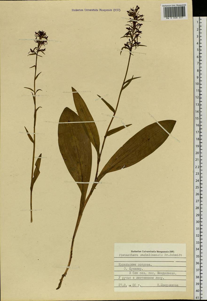 Platanthera sachalinensis F.Schmidt, Siberia, Russian Far East (S6) (Russia)