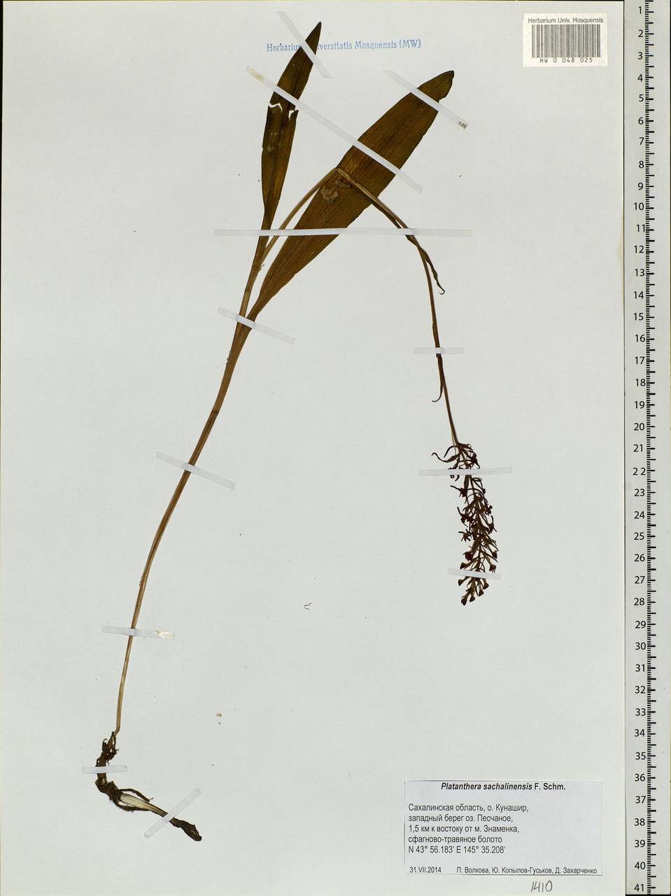 Platanthera sachalinensis F.Schmidt, Siberia, Russian Far East (S6) (Russia)