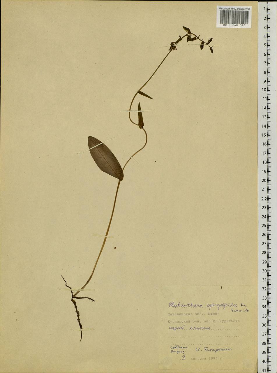 Platanthera ophrydioides F.Schmidt, Siberia, Russian Far East (S6) (Russia)