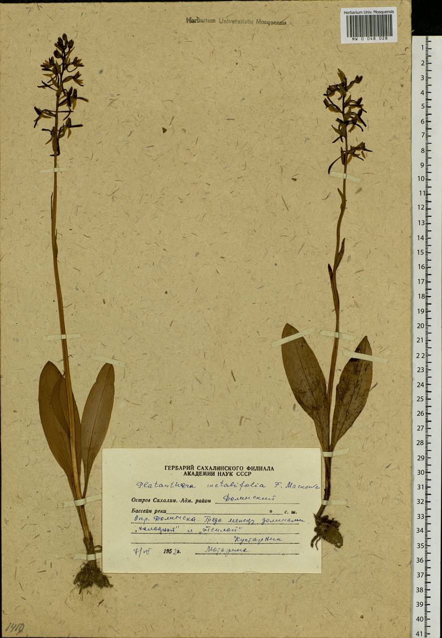 Platanthera metabifolia F.Maek., Siberia, Russian Far East (S6) (Russia)