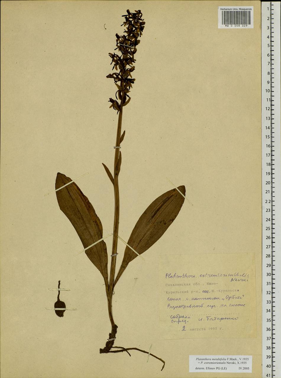 Platanthera metabifolia F.Maek., Siberia, Russian Far East (S6) (Russia)