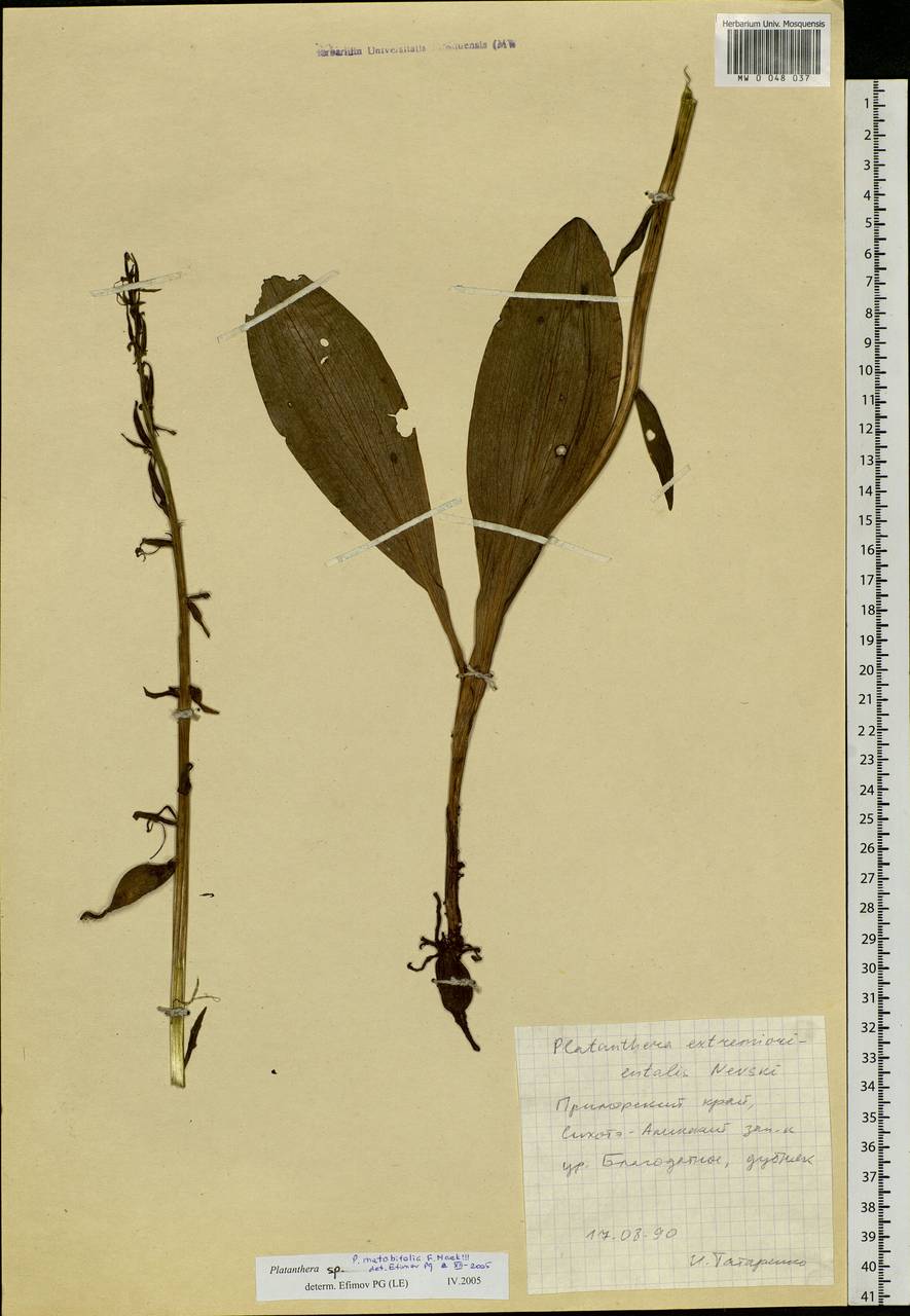 Platanthera metabifolia F.Maek., Siberia, Russian Far East (S6) (Russia)