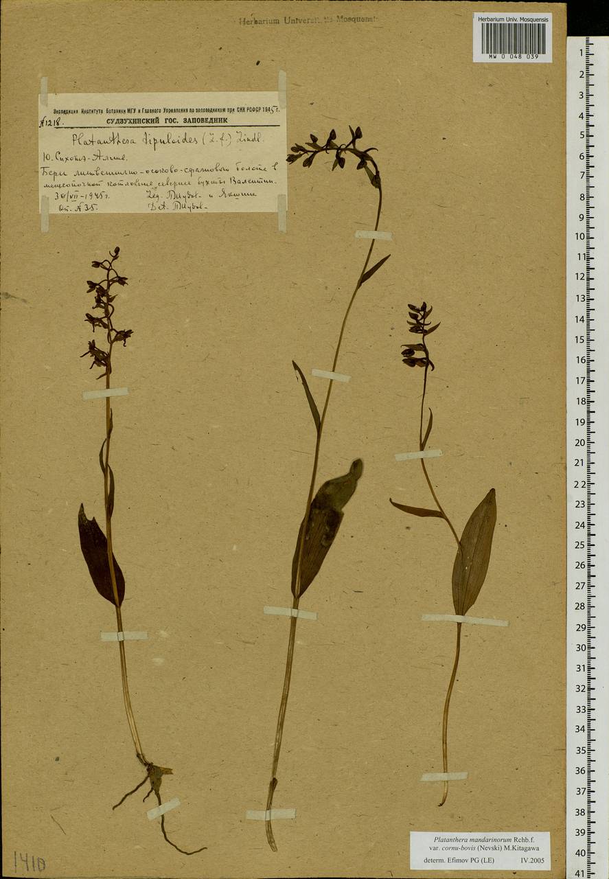 Platanthera mandarinorum Rchb.f., Siberia, Russian Far East (S6) (Russia)