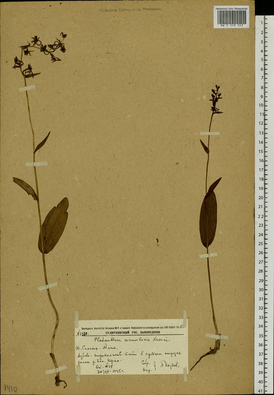 Platanthera mandarinorum Rchb.f., Siberia, Russian Far East (S6) (Russia)