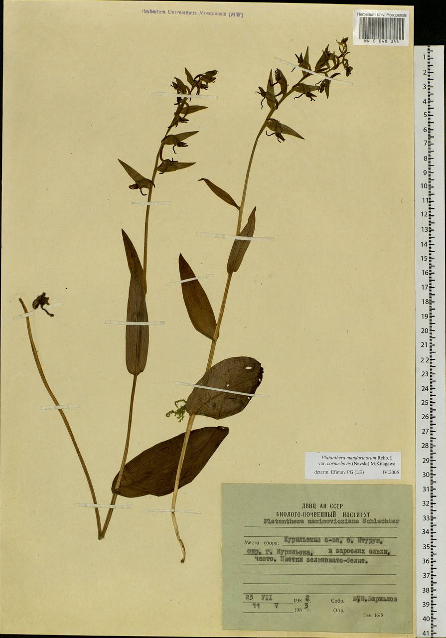 Platanthera mandarinorum Rchb.f., Siberia, Russian Far East (S6) (Russia)