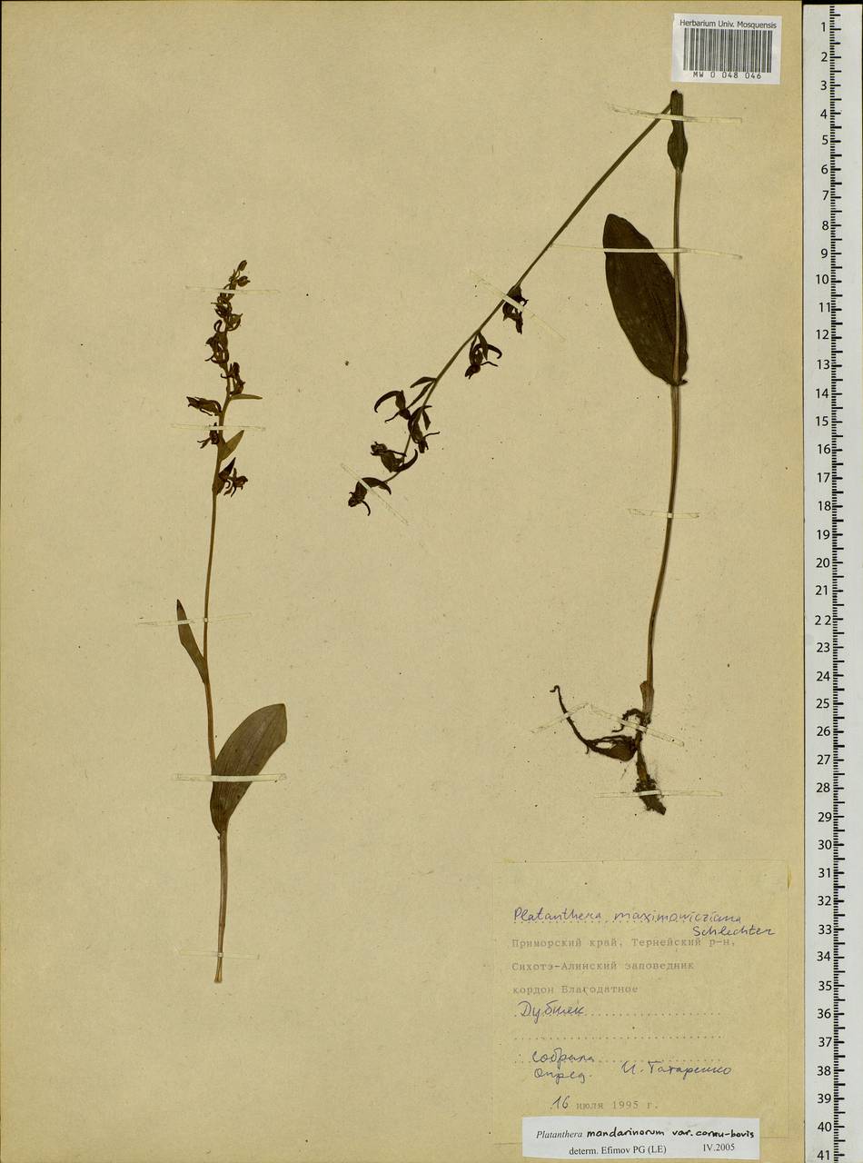 Platanthera mandarinorum Rchb.f., Siberia, Russian Far East (S6) (Russia)