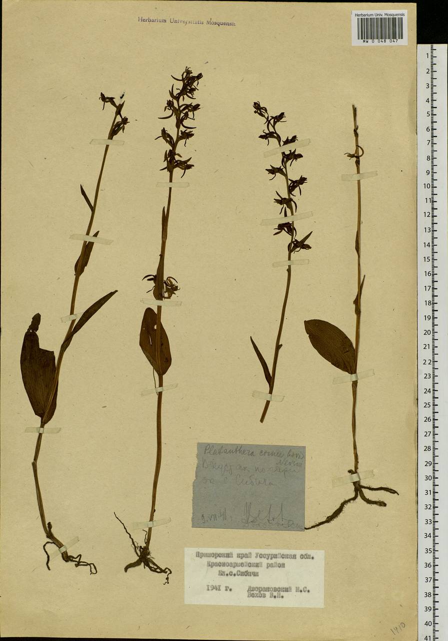 Platanthera mandarinorum Rchb.f., Siberia, Russian Far East (S6) (Russia)